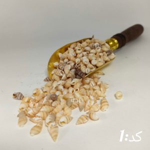صدف وارداتی