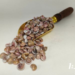 صدف ایرانی