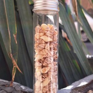 صدف وارداتی