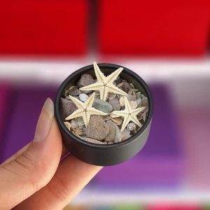 ستاره دریایی ریز